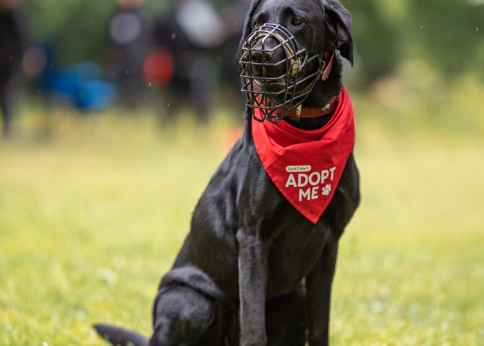 Labrador-Hund, Nala, Tierheim Burgdorf