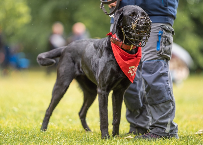 Labrador-Hund, Nala, Tierheim Burgdorf