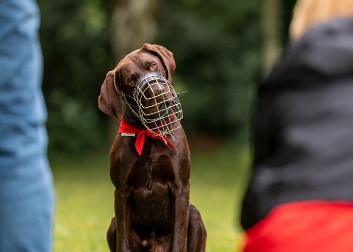 Hund, Deutsch-Kurzhaar (Mix), Paul, Tierheim Burgdorf