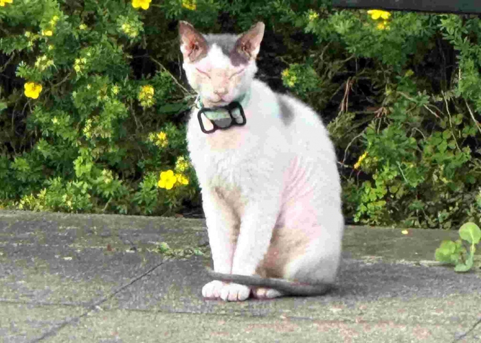 Katze, Sphynx, Lulu, Tierheim Burgdorf