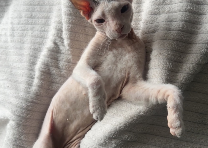 Sphynx-Katze, Lulu, Tierheim Burgdorf