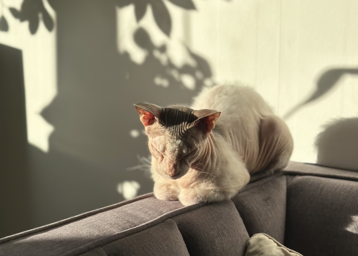 Sphynx-Katze, Lulu, Tierheim Burgdorf