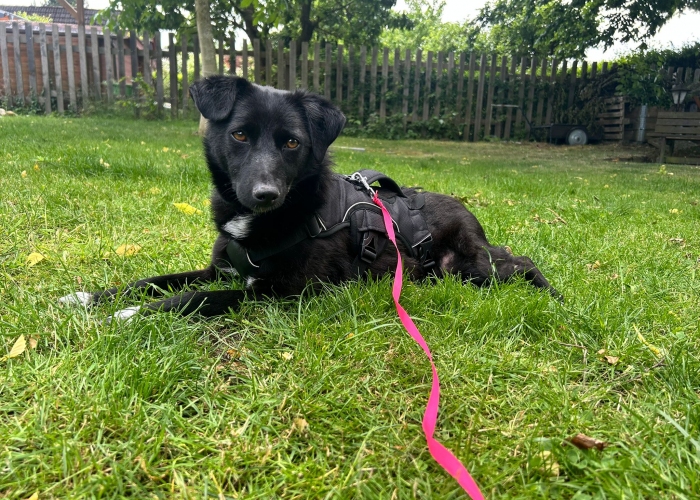 Hund, Mischling, Janna, Tierheim Burgdorf