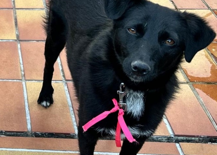 Mischling-Hund, Janna, Tierheim Burgdorf