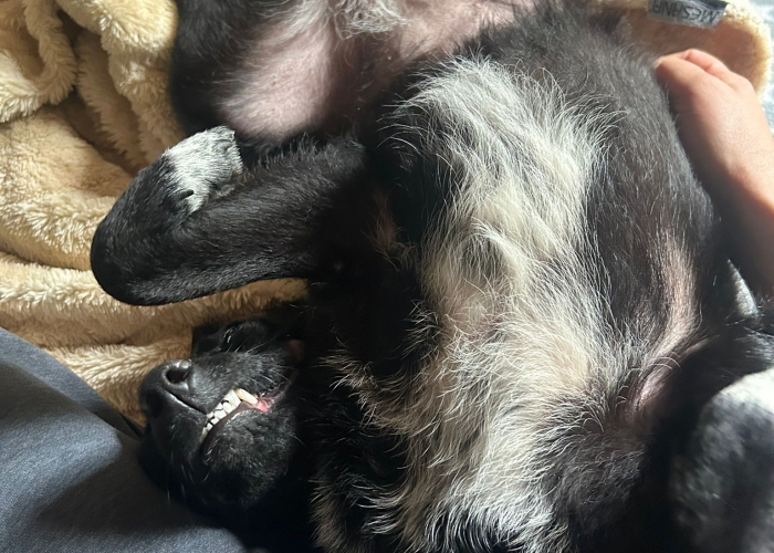 Mischling-Hund, Janna, Tierheim Burgdorf