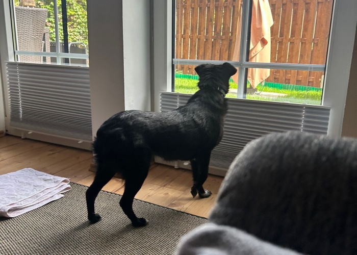 Mischling-Hund, Janna, Tierheim Burgdorf