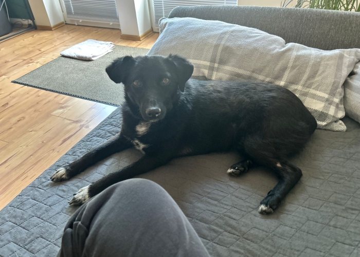 Mischling-Hund, Janna, Tierheim Burgdorf