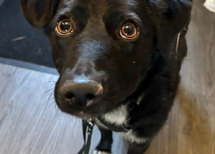 Mischling-Hund, Janna, Tierheim Burgdorf