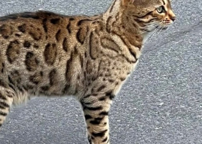 Katze, Bengal, Helene, Tierheim Burgdorf