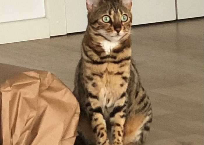 Bengal-Katze, Helene, Tierheim Burgdorf