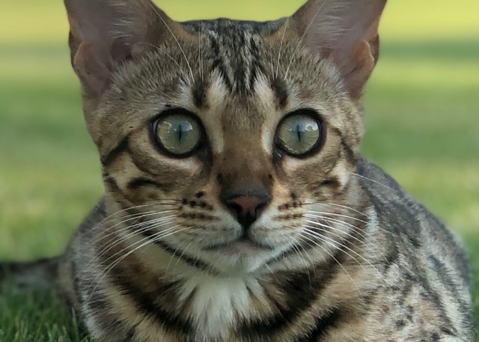 Bengal-Katze, Helene, Tierheim Burgdorf