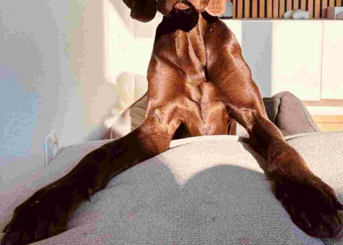 Hund, Deutsch Kurzhaar, Balou, Tierheim Burgdorf