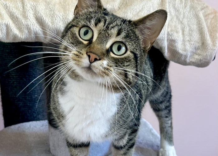 Katze, EKH, Marvin, Tierheim Burgdorf