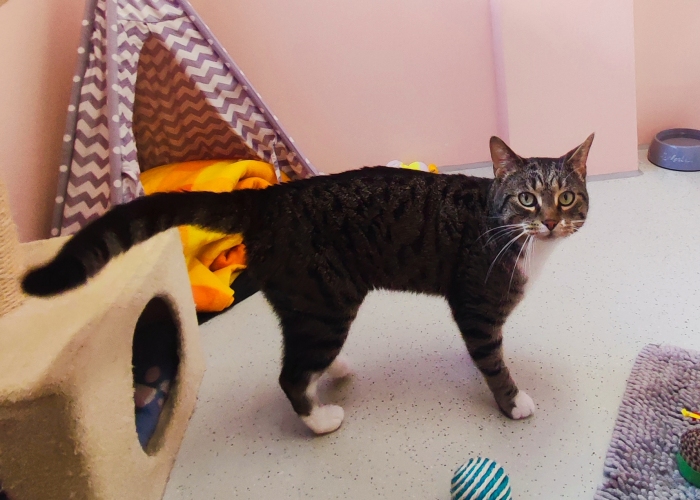 EKH-Katze, Marvin, Tierheim Burgdorf