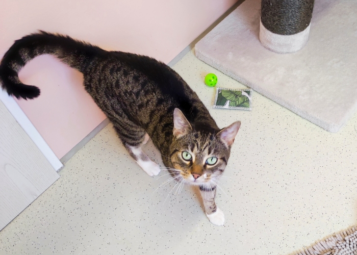 EKH-Katze, Marvin, Tierheim Burgdorf