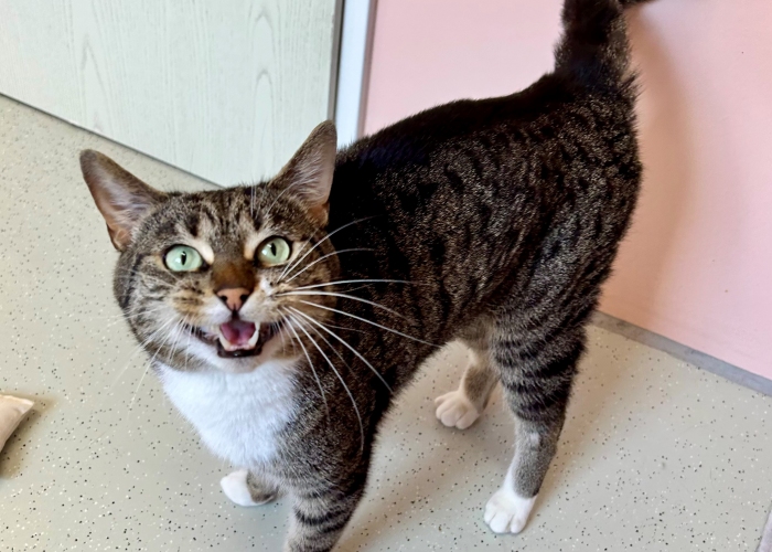 EKH-Katze, Marvin, Tierheim Burgdorf