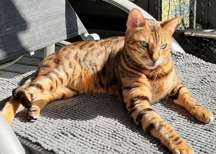 Katze, Bengalkater, Leo, Tierheim Burgdorf