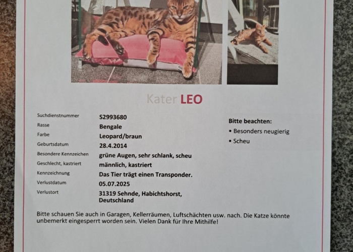 Bengalkater-Katze, Leo, Tierheim Burgdorf