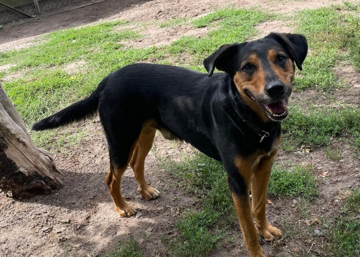 Bracken-Mix-Hund, Erwin, Tierheim Burgdorf