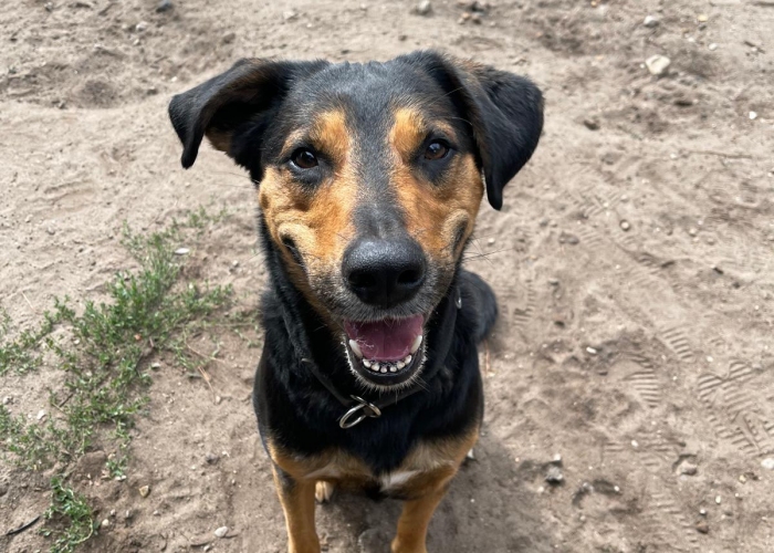 Bracken-Mix-Hund, Erwin, Tierheim Burgdorf