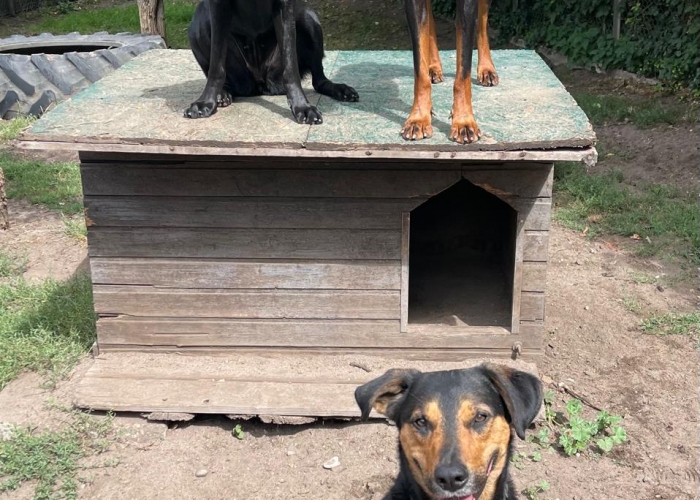 Bracken-Mix-Hund, Erwin, Tierheim Burgdorf