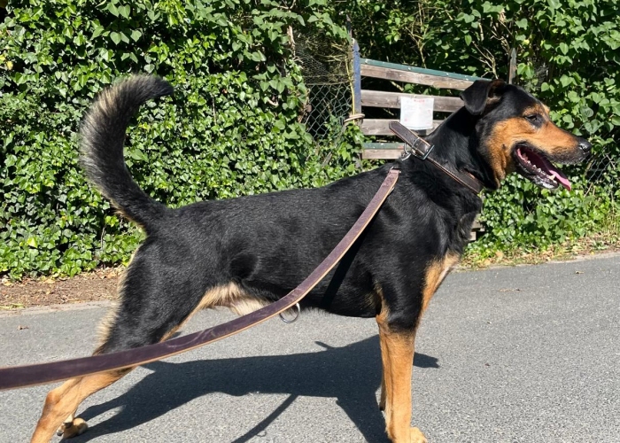 Bracken-Mix-Hund, Erwin, Tierheim Burgdorf