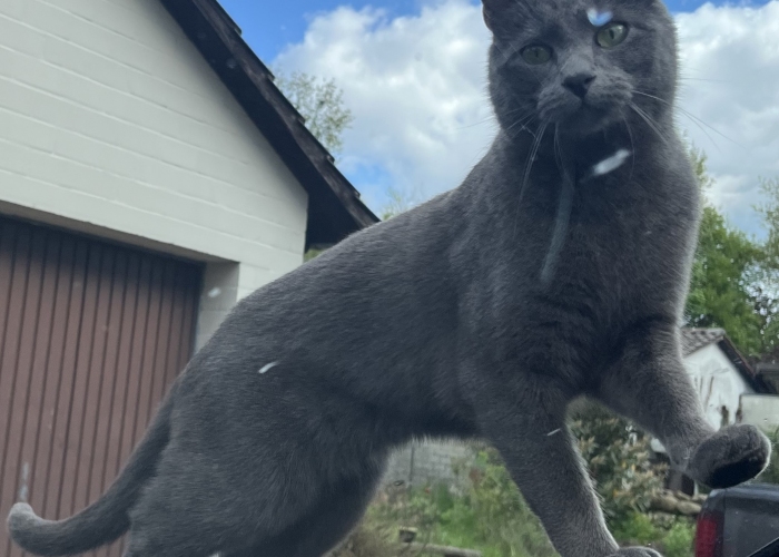 Russisch Blau/ Britisch Kurzhaar-Katze, Balu, Tierheim Burgdorf