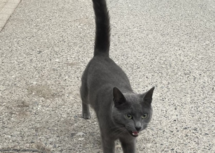 Russisch Blau/ Britisch Kurzhaar-Katze, Balu, Tierheim Burgdorf