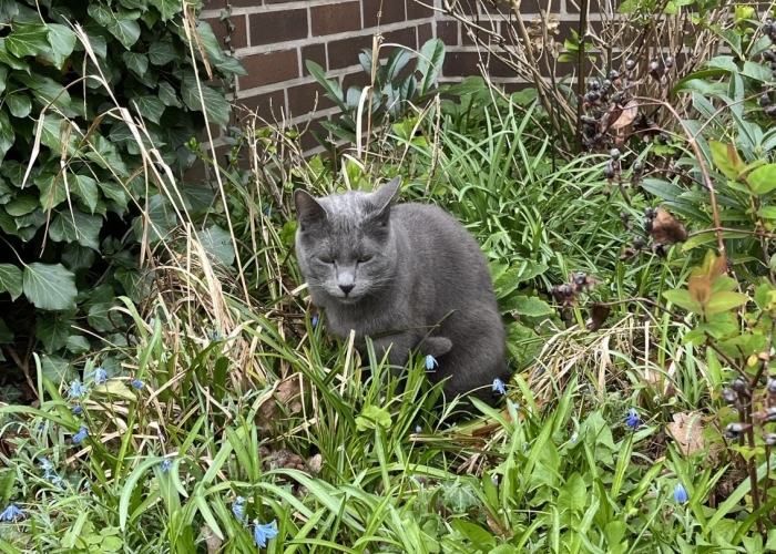 Russisch Blau/ Britisch Kurzhaar-Katze, Balu, Tierheim Burgdorf
