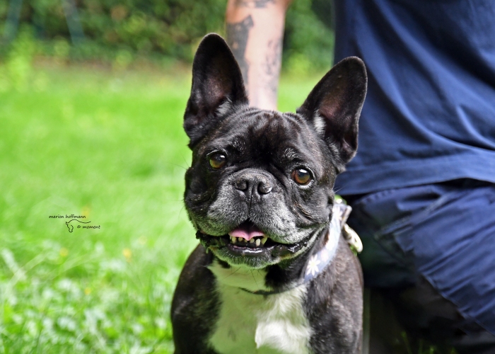Hund, Französische Bulldogge, Bert, Tierheim Burgdorf