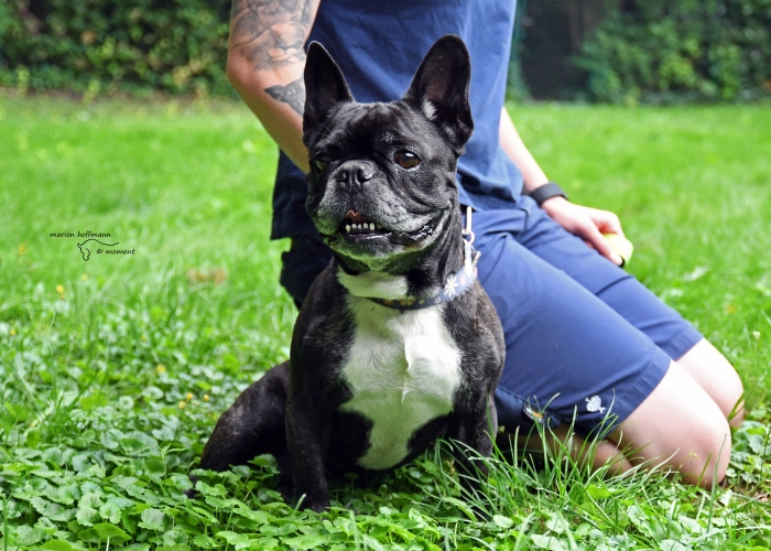 Französische Bulldogge-Hund, Bert, Tierheim Burgdorf