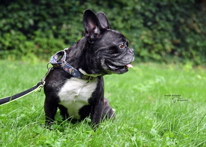 Französische Bulldogge-Hund, Bert, Tierheim Burgdorf