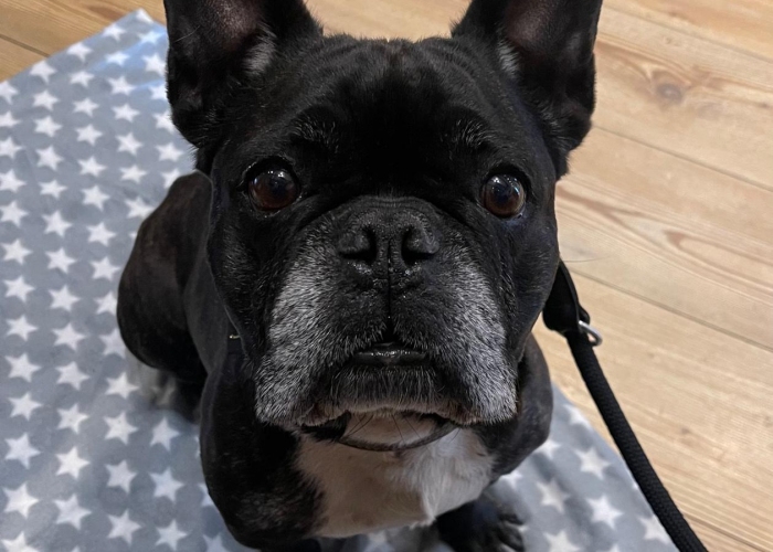 Französische Bulldogge-Hund, Bert, Tierheim Burgdorf