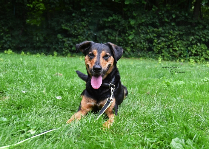 Hund, Bracken-Mix, Erwin, Tierheim Burgdorf
