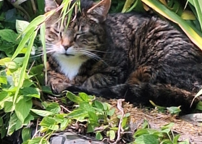 Katze, Europäische Hauskatze, Elsa, Tierheim Burgdorf