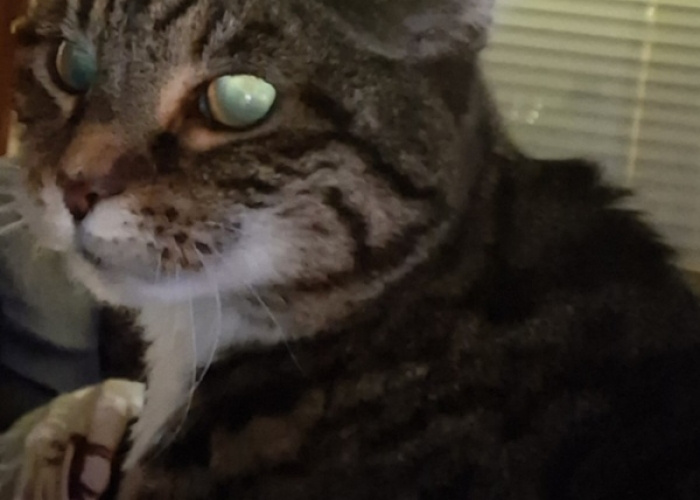 Europäische Hauskatze-Katze, Elsa, Tierheim Burgdorf