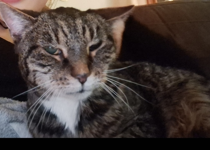 Europäische Hauskatze-Katze, Elsa, Tierheim Burgdorf