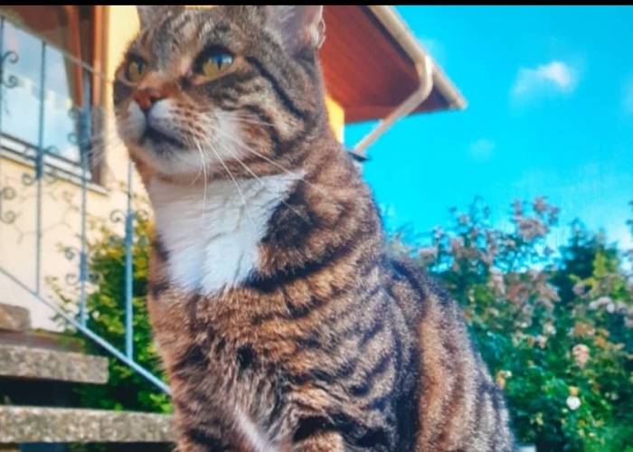 Europäische Hauskatze-Katze, Elsa, Tierheim Burgdorf