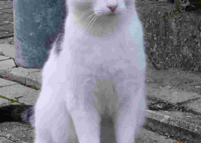 Katze, Hauskatze, Tommi, Tierheim Burgdorf