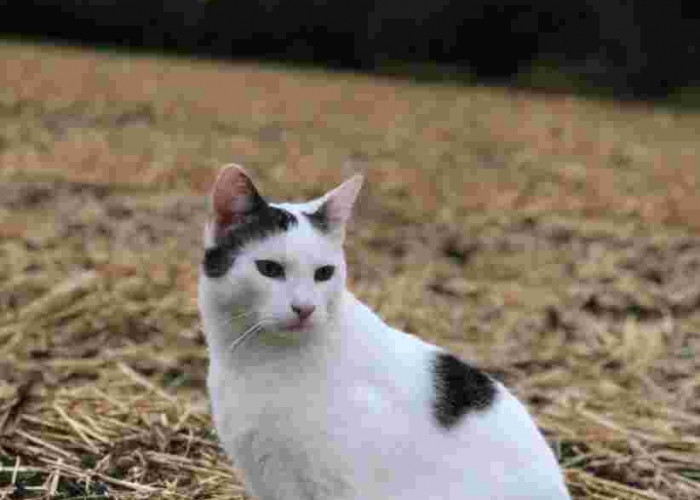 Hauskatze-Katze, Tommi, Tierheim Burgdorf