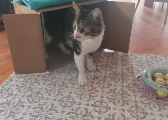 Katze, EKH, , Tierheim Burgdorf