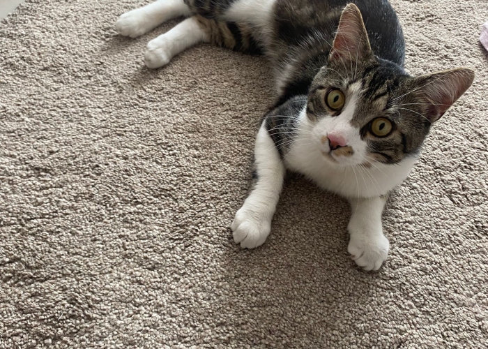 EKH-Katze, , Tierheim Burgdorf