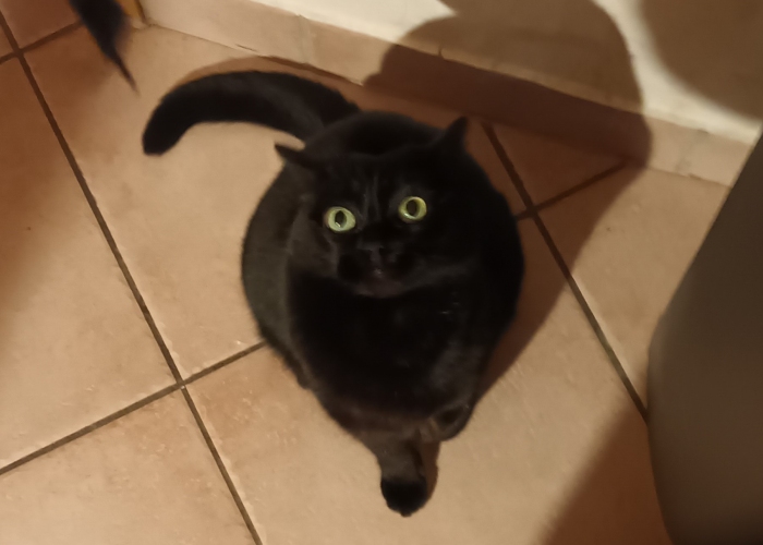 Katze, Mischling, Mohrle, Tierheim Burgdorf