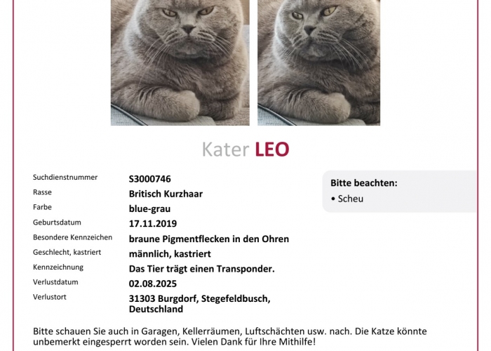 Katze, Britisch Kurzhaar, Leo, Tierheim Burgdorf