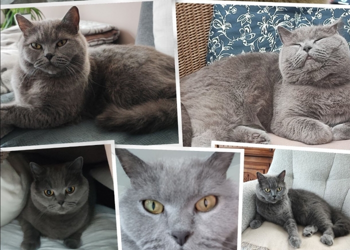 Britisch Kurzhaar-Katze, Leo, Tierheim Burgdorf