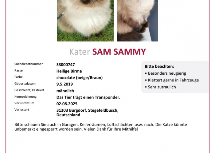 Katze, Heilige Birma, Sam oder auch Sammy gerufen, Tierheim Burgdorf
