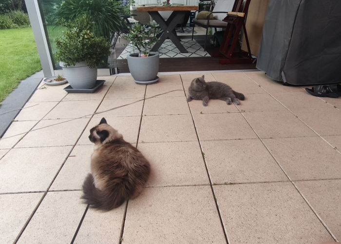 Heilige Birma-Katze, Sam oder auch Sammy gerufen, Tierheim Burgdorf