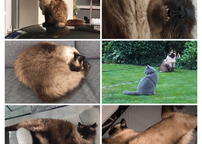 Heilige Birma-Katze, Sam oder auch Sammy gerufen, Tierheim Burgdorf