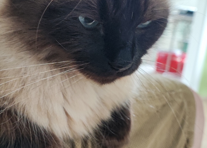 Heilige Birma-Katze, Sam oder auch Sammy gerufen, Tierheim Burgdorf