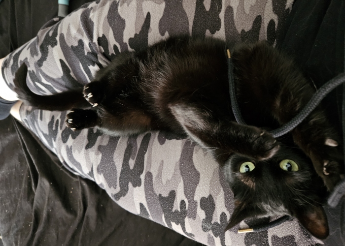 Katze, , Mila, Tierheim Burgdorf